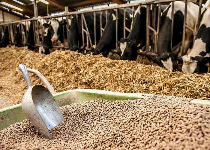 Animal Feed Supplement