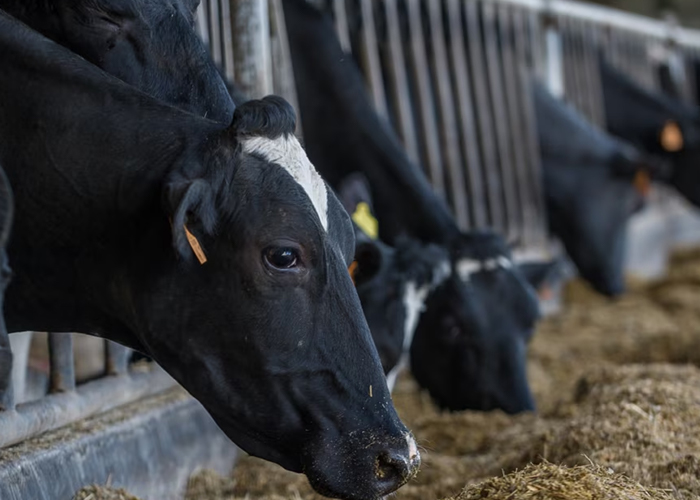 Animal Feed Supplement web